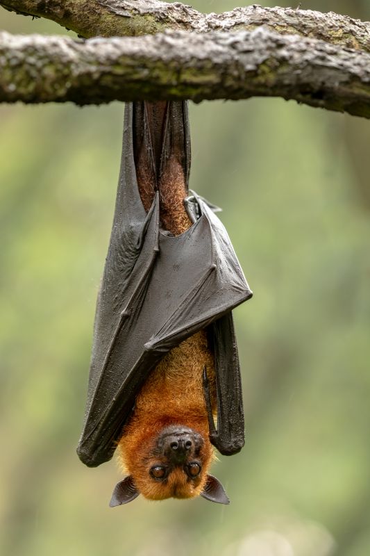 Bat Removal