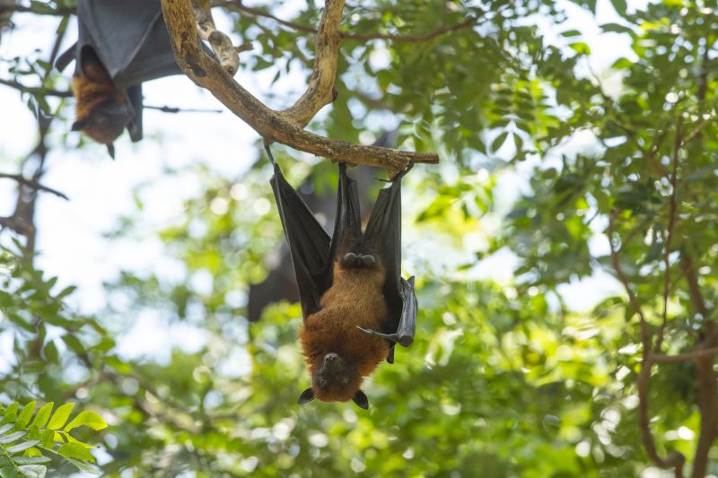 Bat Habitat Inspection