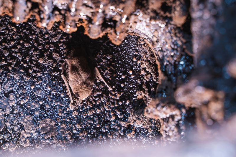 Humane Bat Exclusion