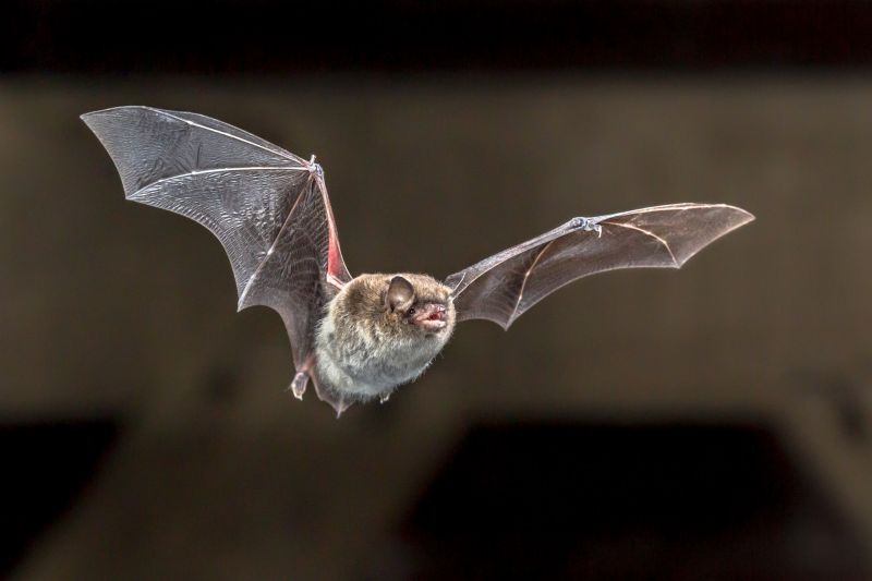 Common Bird And Bat Infestations Found In Buildings