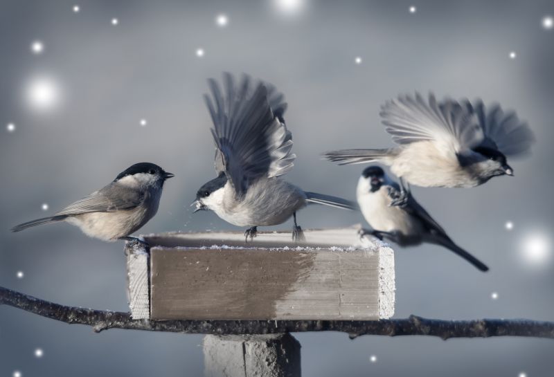 Humane Bird And Bat Deterrent Methods For Large Buildings