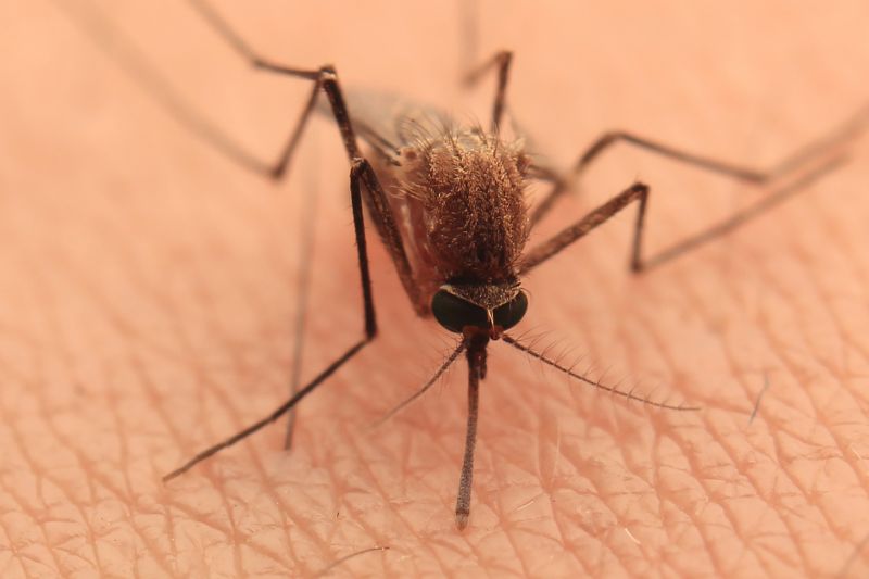 Mosquitoes Pest Control in Arlington, TX