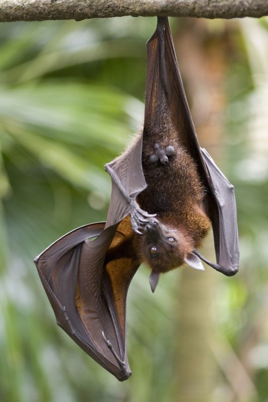 Signs Your Property Needs Bird Or Bat Pest Control Services